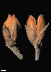 Veronica pimeleoides subsp. faucicola. Capsules. Scale = 1 mm.
 Image: W.M. Malcolm © Te Papa CC-BY-NC 3.0 NZ